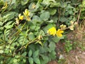 Senna occidentalis plant flower.